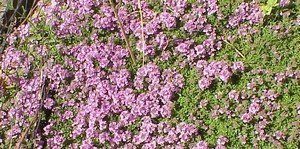 mateřídoušku spáry