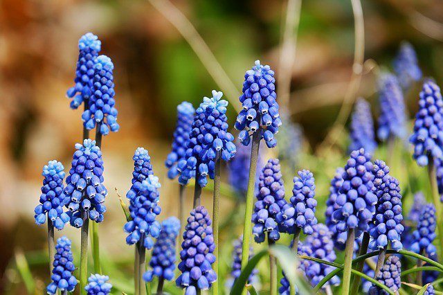 modřenec muscari modřenec muscari