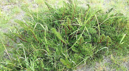 muškát wikipedia org