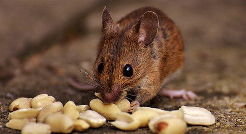 myš - Na myši a potkany musíte chytře – mají totiž ochutnavače
