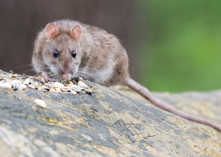 myš t