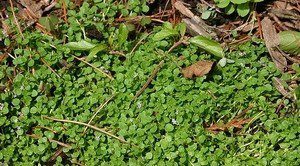 máta korsická spáry