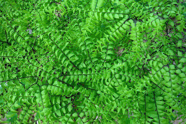 netík adiantum netík adiantum