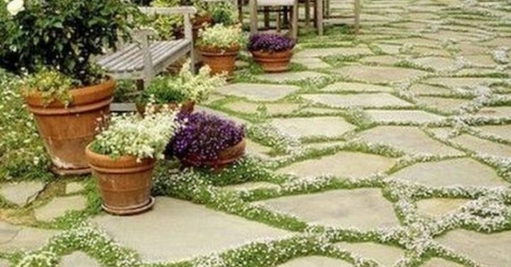 osázené chodníky t