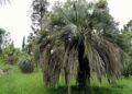 palmy butia t