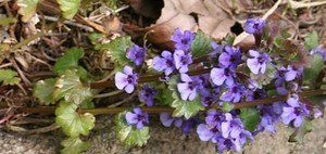 popenec břečťanolistý spáy