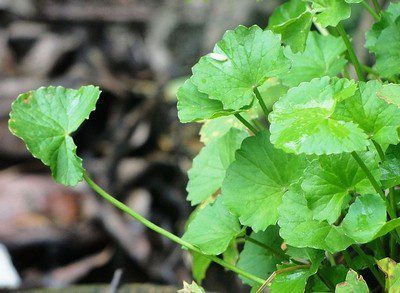 pupečník wikipedia org