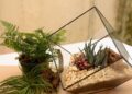 terrarium