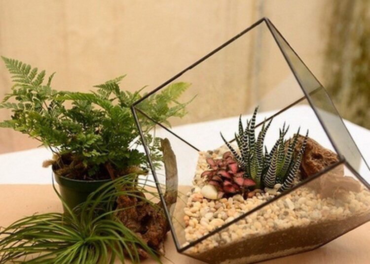 terrarium