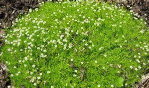 razník škodlivý spáry