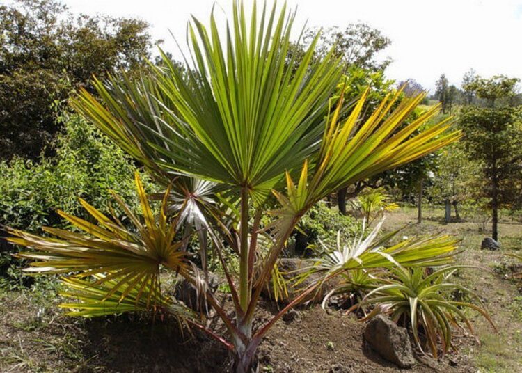 Latanier rouge Mascarin
