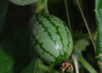 Melothria scabra wikipedia org