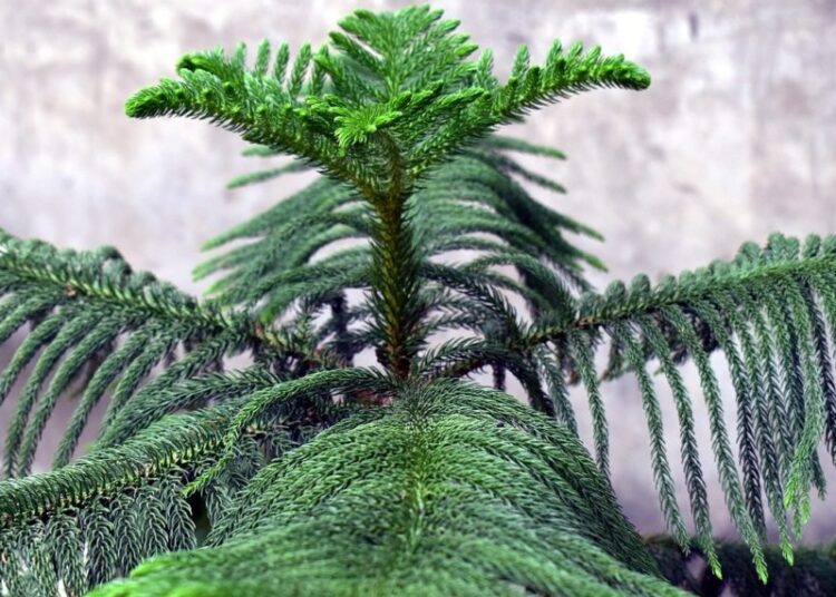 araukárie různolistá