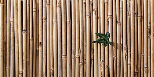 bambus - Jak mít soukromí i na malé zahradě a udržet si estetičnost i užitkovost
