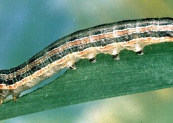 blýskavka kukuřičná