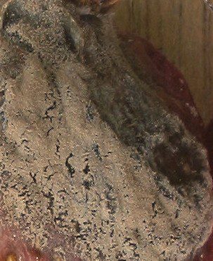 cibule plíseń šedá