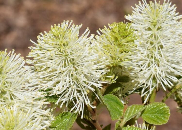 fothergilla květ