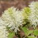 fothergilla květ