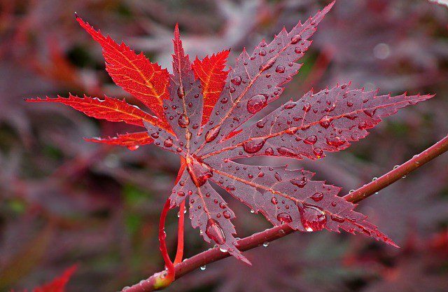 japonsky javor list - Kousek orientu v podobě japonského javoru. Pěstovat ho můžete i na terase