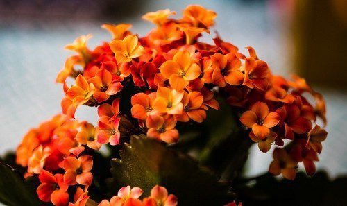 kalanchoe