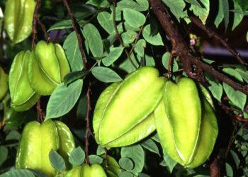 karambola