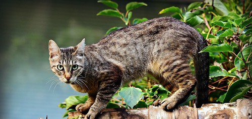 kočka - Jak připravit místo kočce na chalupě. Je důležité chránit zahradu před kočkou, ale také samotné zvíře