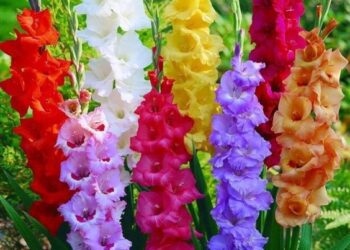 mečík hliza gladiol