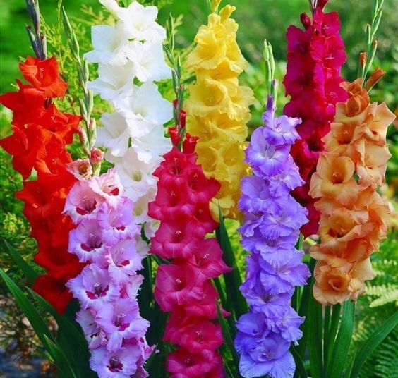 mečík hliza gladiol