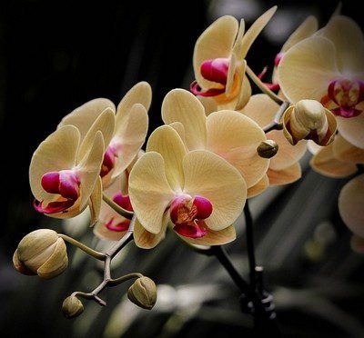 orchid - Při výběru orchideje v obchodu, berte v potaz několik faktorů, aby vám rostlina dlouho vydržela