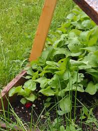 pareniste 3 - Jak začít pěstovat na jaře zeleninu, když záhony jsou ještě zmrzlé. Vybudujte pařeniště
