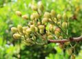 pistacie