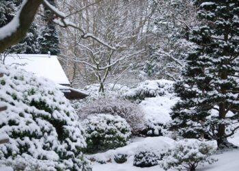 prace na zahrade v zime