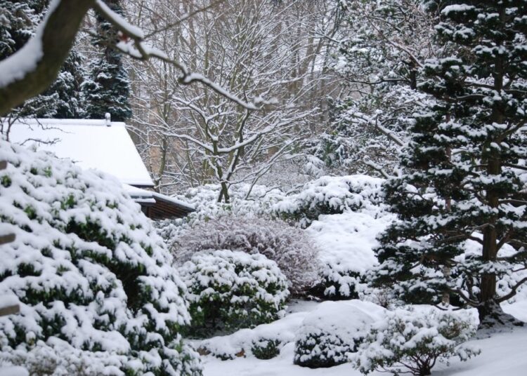 prace na zahrade v zime