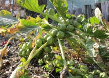 ruzickova kapusta pestovani zeleniny