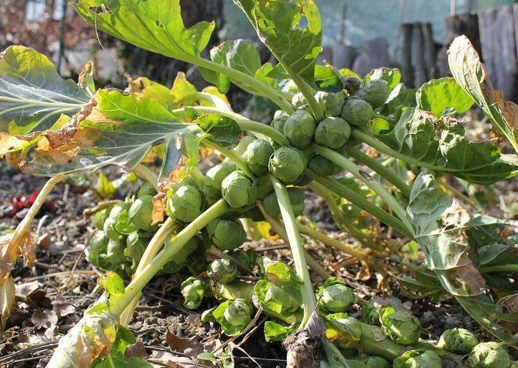 ruzickova kapusta pestovani zeleniny