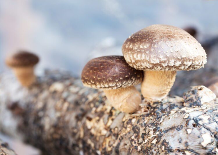 shiitake