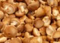 shiitake t