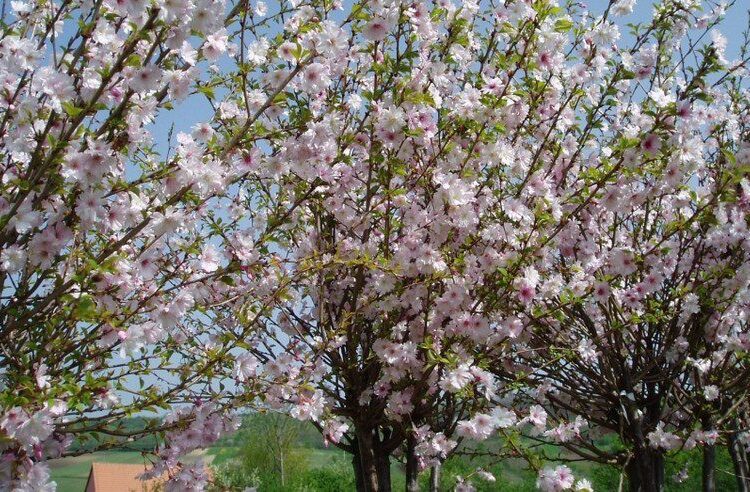 visen slivon chloupkata