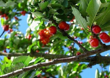 vrtule tresnova třešně