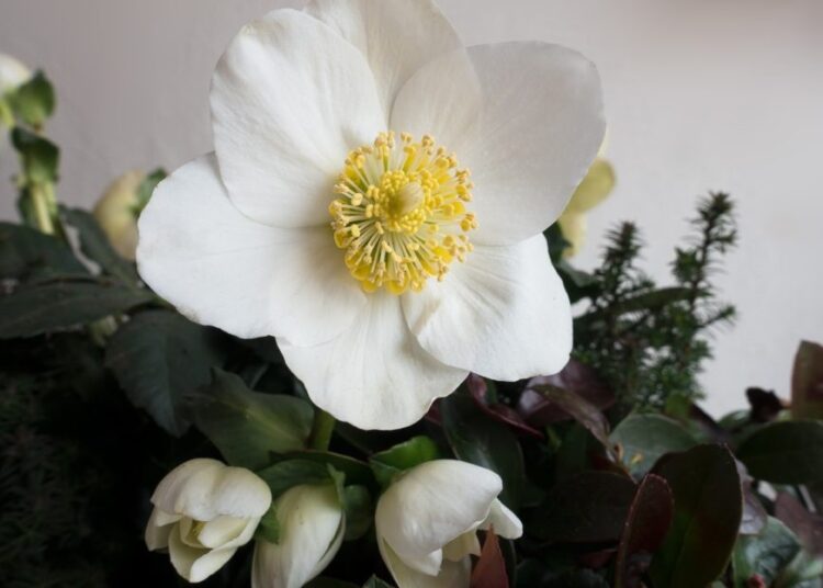 vánoce vánoční růže t