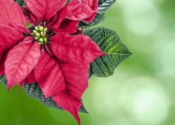 vánoční hvězda t