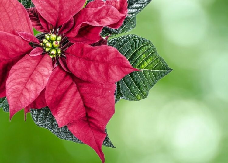 vánoční hvězda t