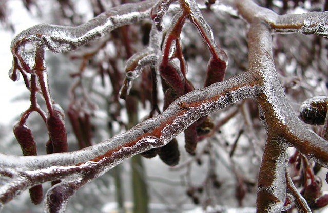 zahrada zima - Víte, jak pomoci vaší zahradě v zimě? Holomrazy, výkyvy teplot či teplé počasí v zimě mohou napáchat škody
