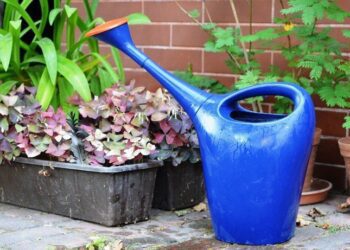 zazimování rostlin zalivka