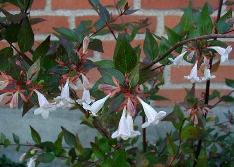 Abelia