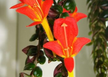 Columnea banksii