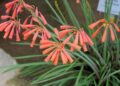 Cyrtanthus