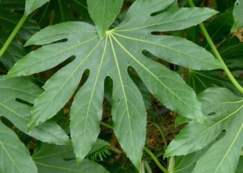 Fatsia