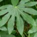 Fatsia