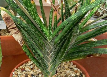 Gasteria